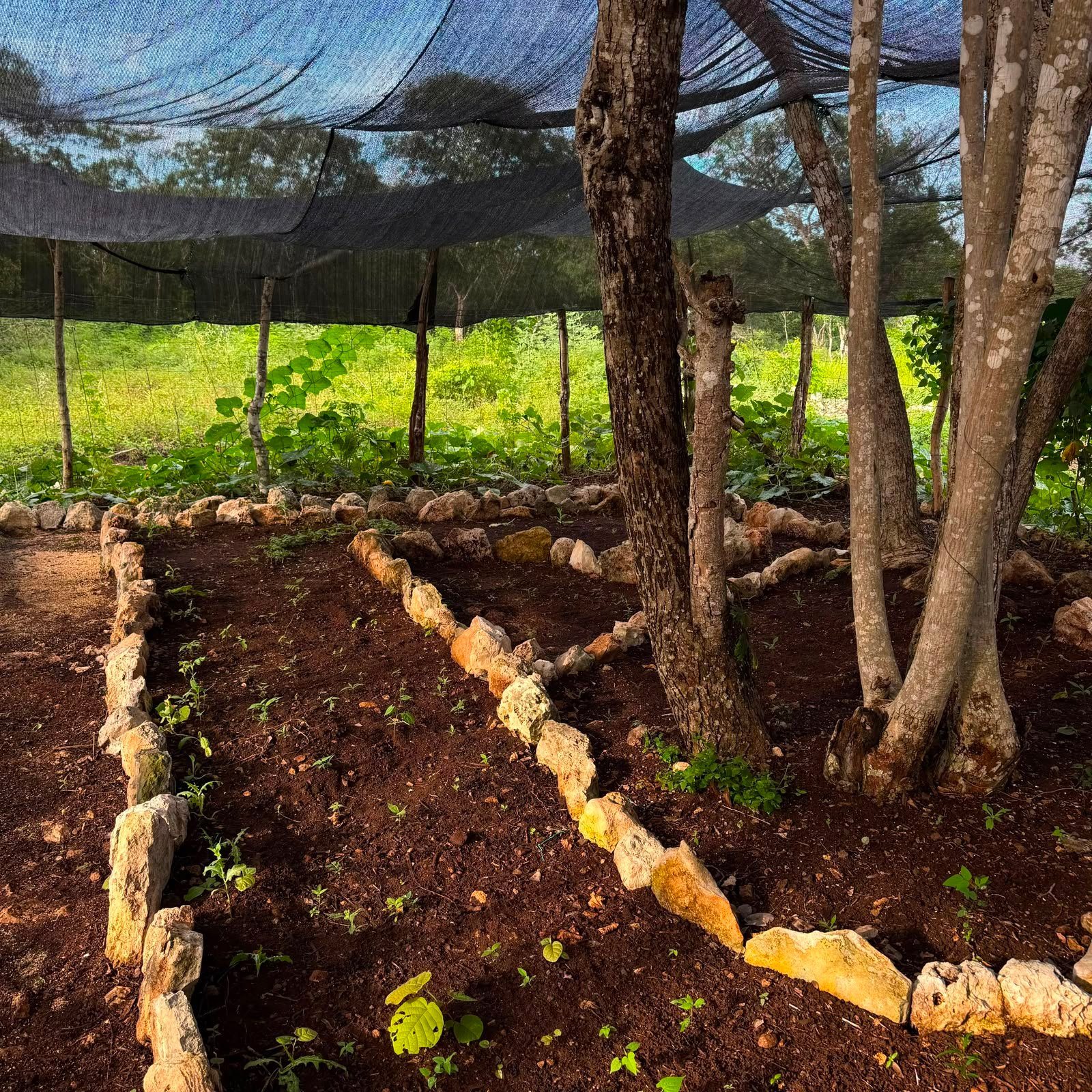 Camas de cultivo en una parcela local