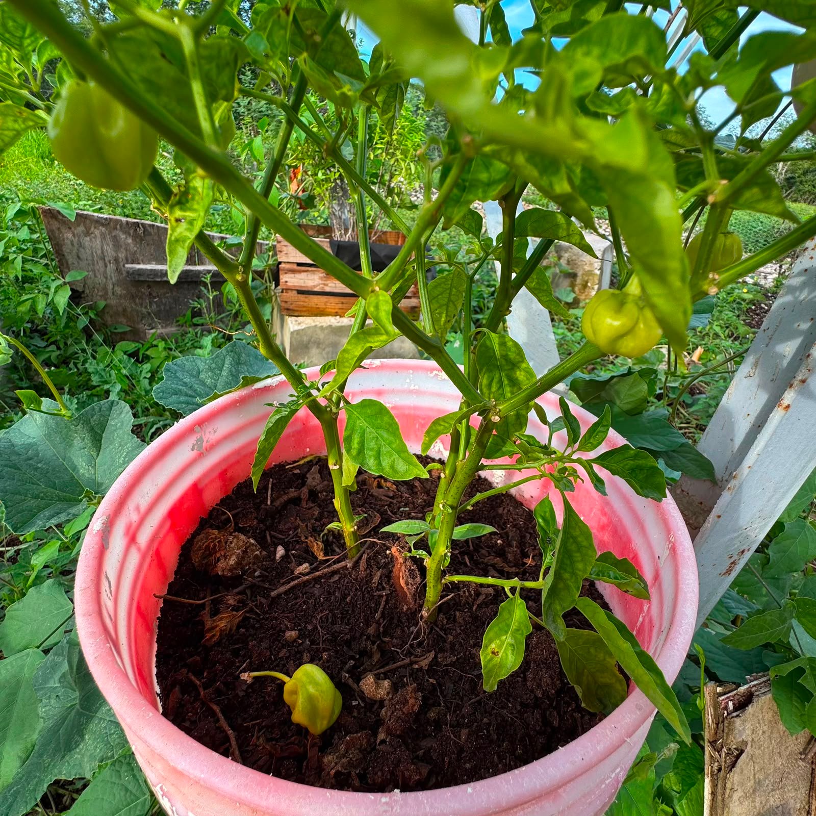 Chile habanero