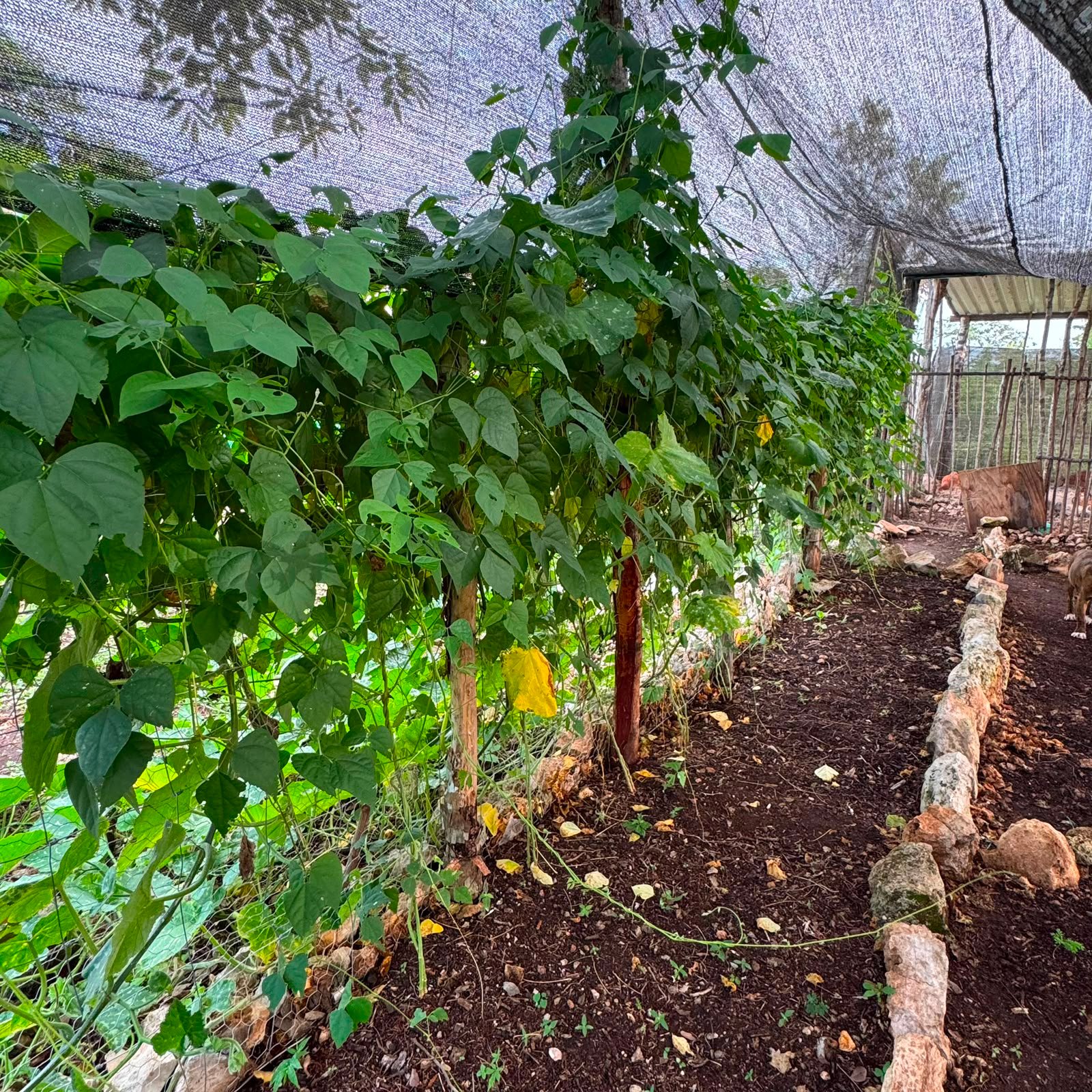 Cultivo guiado en una parcela de Xcunyá