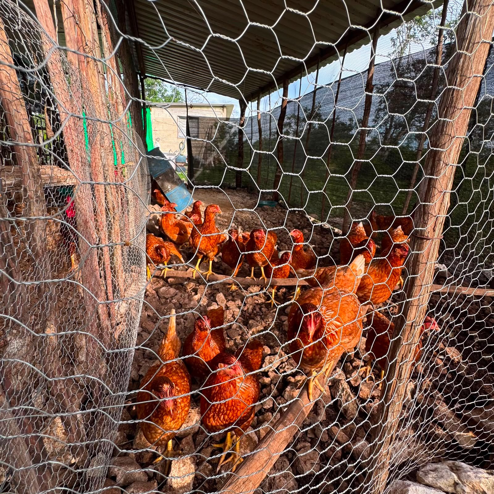 Aves de traspatio