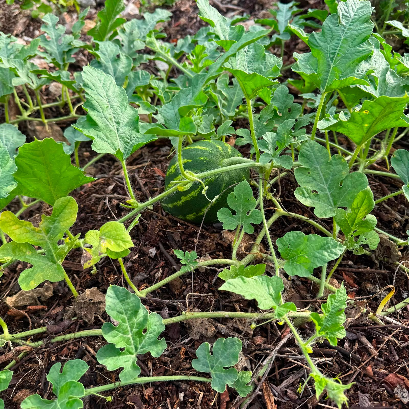 Sandías cultivadas localmente